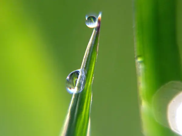 Bulanık manzaralı yeşil bir çimene iki çiy damlası..