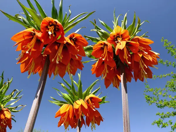 Kraliyet Fritillaryası.