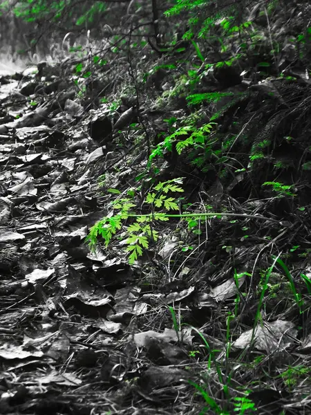 Black White Image Green Highlights Autumn Mood — Stock Photo, Image