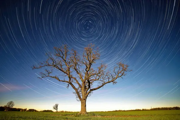 Tarlanın ortasında meşe ağacı, Letonya 'da yıldız izleri