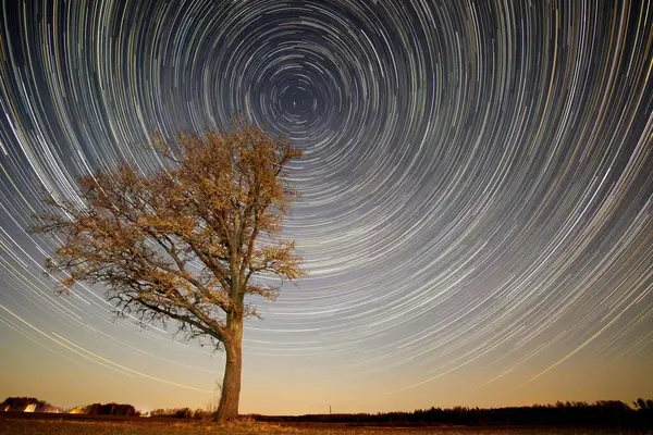 Renkli yıldız izleriyle dolu bir tarlanın ortasında meşe ağacı. Letonya