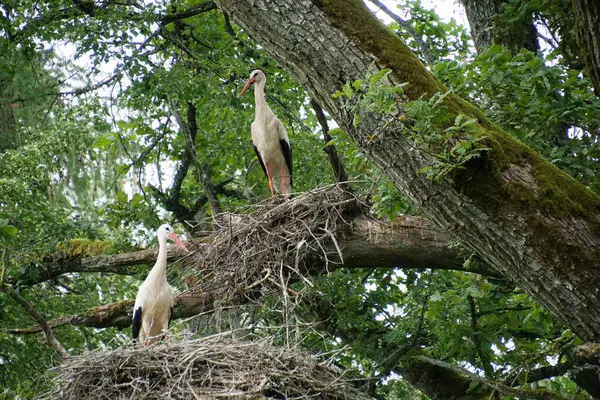 Bir çift leylek, yosun kaplı bir ağacın meşe dalları üzerine inşa edilmiş büyük ve karmaşık yuvalarında duruyor. Yuvayı çevreleyen canlı yeşil yapraklar huzurlu ve doğal bir ortam yaratır.. 