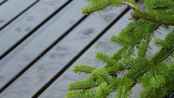 Yew Tree Branch Wet Wooden Deck Nature Meets Man Made — Stock Video