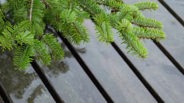 在潮湿的木制板条上 绿叶树的枝条 右边有文字的空间 是夏末大自然美丽的缩影 — 图库视频影像