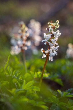 Closeup of spring flowers in sunshine, Corydalis cava