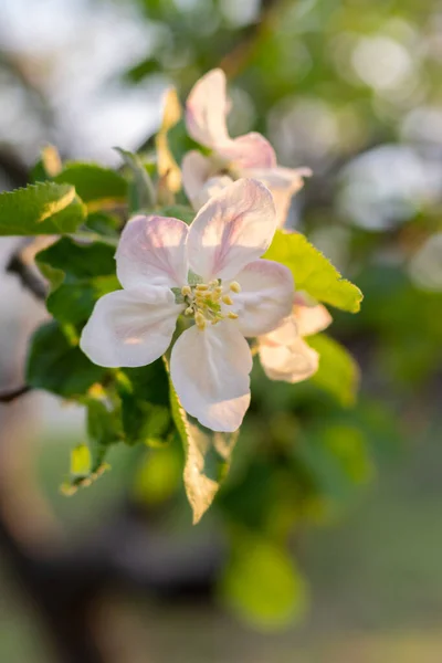 Stock image Apple tree flower in sunshine in spring