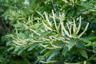Macaristan 'da yaz aylarında tatlı kestane çiçeği,