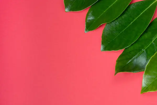 red background with green living leaves from a tree with copyspace