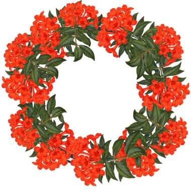   Beyaz arka planda eski bir çiçek çerçevesi. Klasik çiçekler. Güzel çiçek çerçeveleri. Klasik tropikal bitkiler. Brownea coccinea