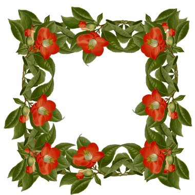  Kırmızı kamelya çiçeklerinin beyaz izole arkaplan çerçevesi üzerinde eski çiçekler