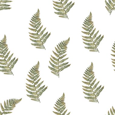 Beyaz zemin üzerinde eğreltiotu olan botanik suluboya deseni