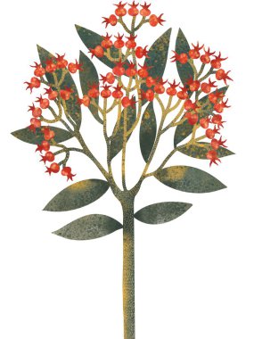   Beyaz arka planda kırmızı böğürtlenli stilize Rowan dalının botanik suluboya çizimi