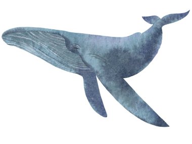   Beyaz arka planda suluboya ile boyanmış bir balina.