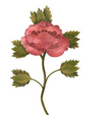   Stilize suluboya pembe gül çiçeği. Klasik tasarım unsuru, botanik illüstrasyon, vintage model, clipart, izole beyaz arkaplan. El çizimi