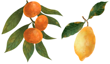   Beyaz arka planda limon ve mandalinalı iki botanik çizimi. Kopya için botanik elementler. Şeffaf arkaplan