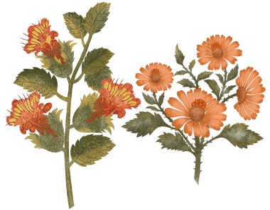   Beyaz arka planda bir dizi botanik çizim. Uzun saplı yeşil yapraklı turuncu suluboya çiçekler.