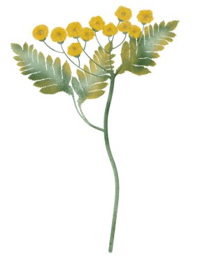   Watercolor mimosa flower on white background. Hand drawn illustration in rustic style clipart