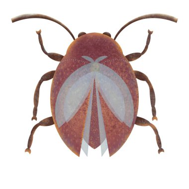   Mavi kanatlı pembe-turuncu böcek, düz dizayn, beyaz arka planda suluboya.