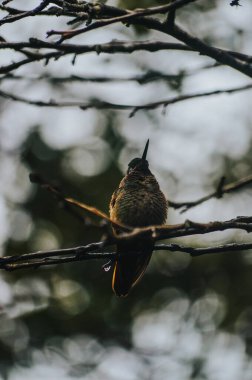 Doğadaki güzel kuş