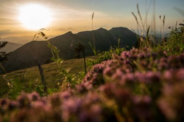 İtalya 'nın Marche bölgesinde Monte Nerone yamacındaki çayır manzarası