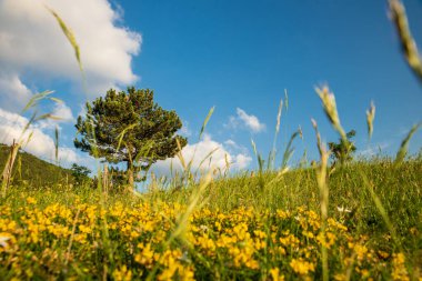 İtalya 'nın Marche bölgesinde Monte Nerone yamacındaki çayır manzarası