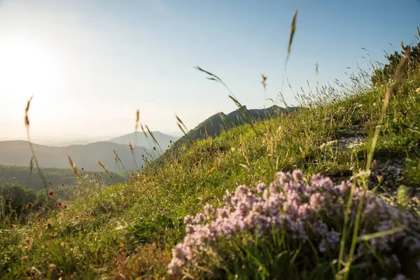 View of meadow on the slope of monte Nerone in Marche region in Italy