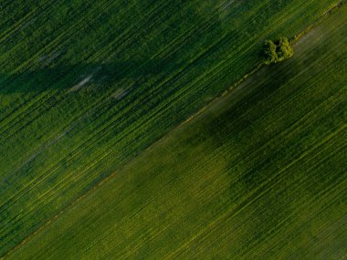 Yeşil tarlalarda yalnız bir ağaç