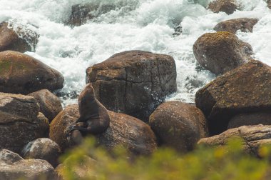 Mühür Yeni Zelanda 'nın güney adasının batı kıyısında bir taşın üzerinde duruyordu.