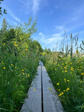 Doğanın güzel manzarası