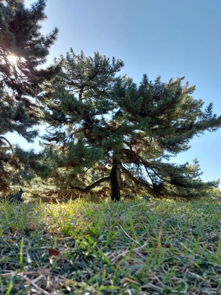 Ormanda yeşil çimenler