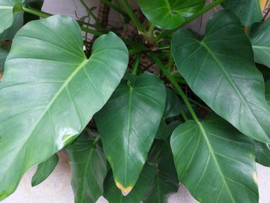 yeşil yapraklı bitki yukarıdan çekilmiş