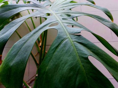 Canavar yaprağının yakın plan fotoğrafı.