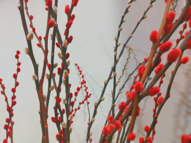 pussy willow flower during Chinese New Year's celebration