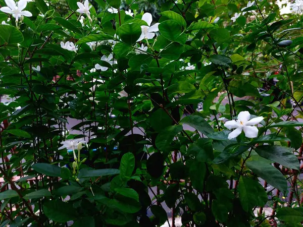 Bahçede beyaz çiçekli yeşil yapraklar