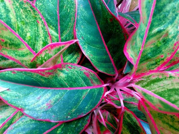 Tropik yeşil ve pembe renkli bir bitkinin yakın plan fotoğrafı.