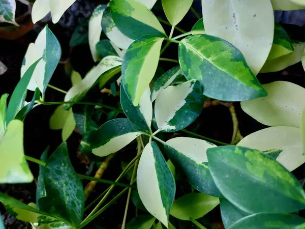 yeşil yapraklar, bitkiler ve yapraklar