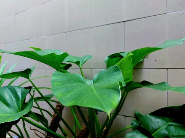 Duvarda yeşil yaprak