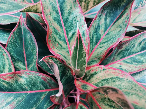 Yeşil yapraklar, bitki örtüsü ve tropik bitkilerin yaprakları.