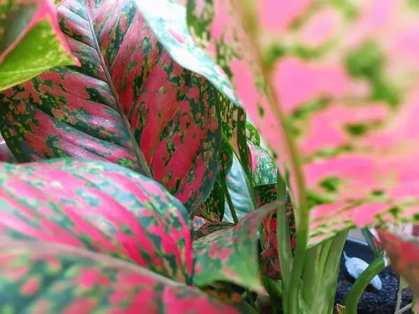 güzel botanik çekimi, tropikal bitkinin doğal duvar kağıdı