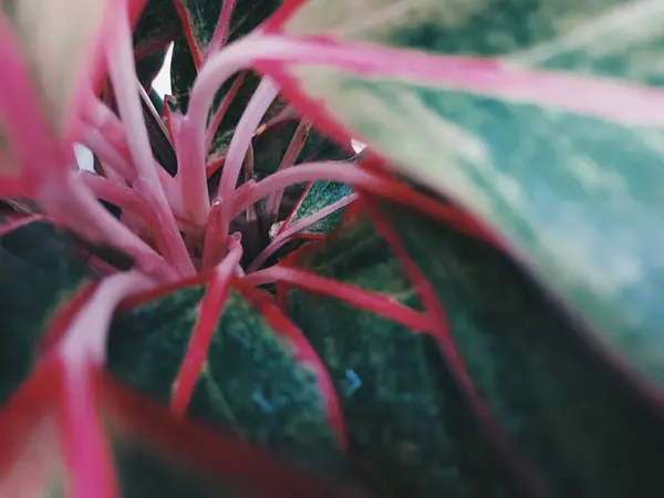Güzel botanik fotoğrafı, doğal duvar kağıdı.