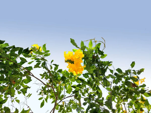 Güzel botanik çekimi, sarı çiçeğin doğal duvar kağıdı. 