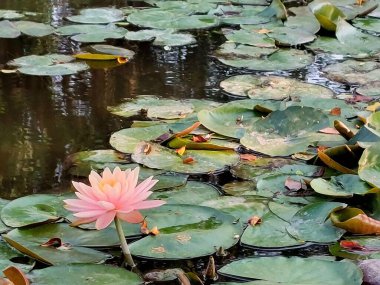 havuzda güzel çiçekler