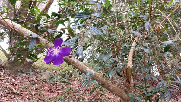 Bahçedeki güzel çiçekler