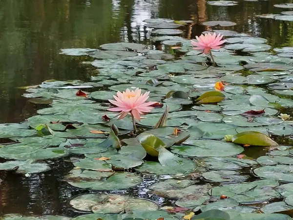 Bahçedeki nilüfer çiçeği