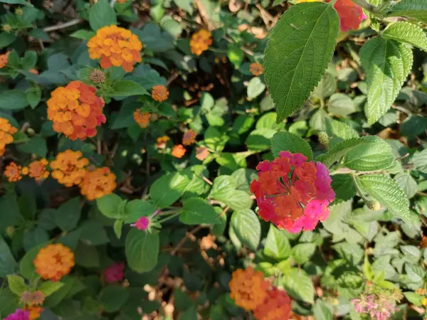 Bahçedeki kırmızı çiçek