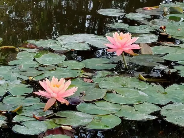 Gölün güzel Nilüfer çiçeği.