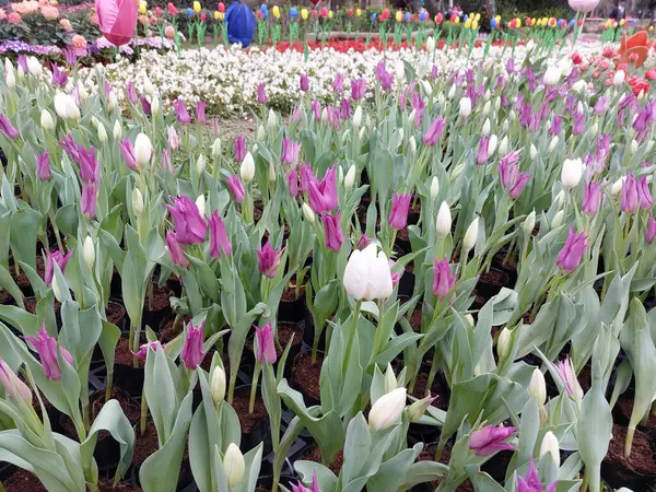 Bahçedeki güzel çiçekler