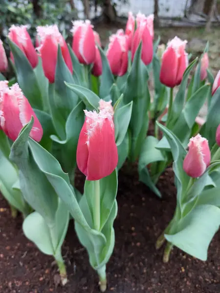 Güzel pembe lalenin yakın plan fotoğrafı.