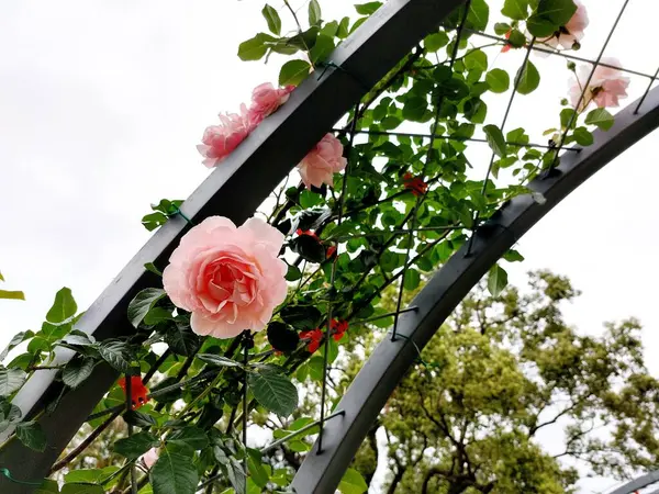 Bahçedeki güzel çiçekler, çiçek açan güzel güllerin yakın çekimi. 