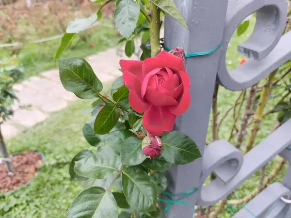 Bahçedeki güzel çiçekler, çiçek açan güzel güllerin yakın çekimi. 